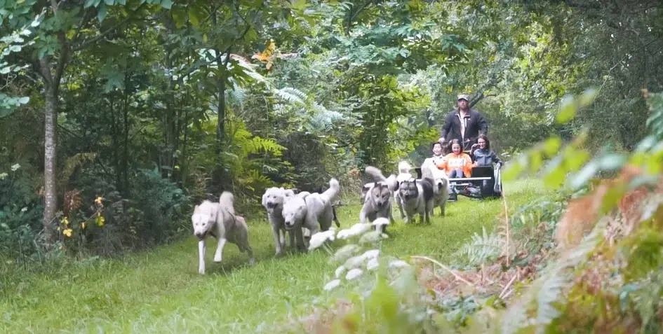 Camping cani randonnee