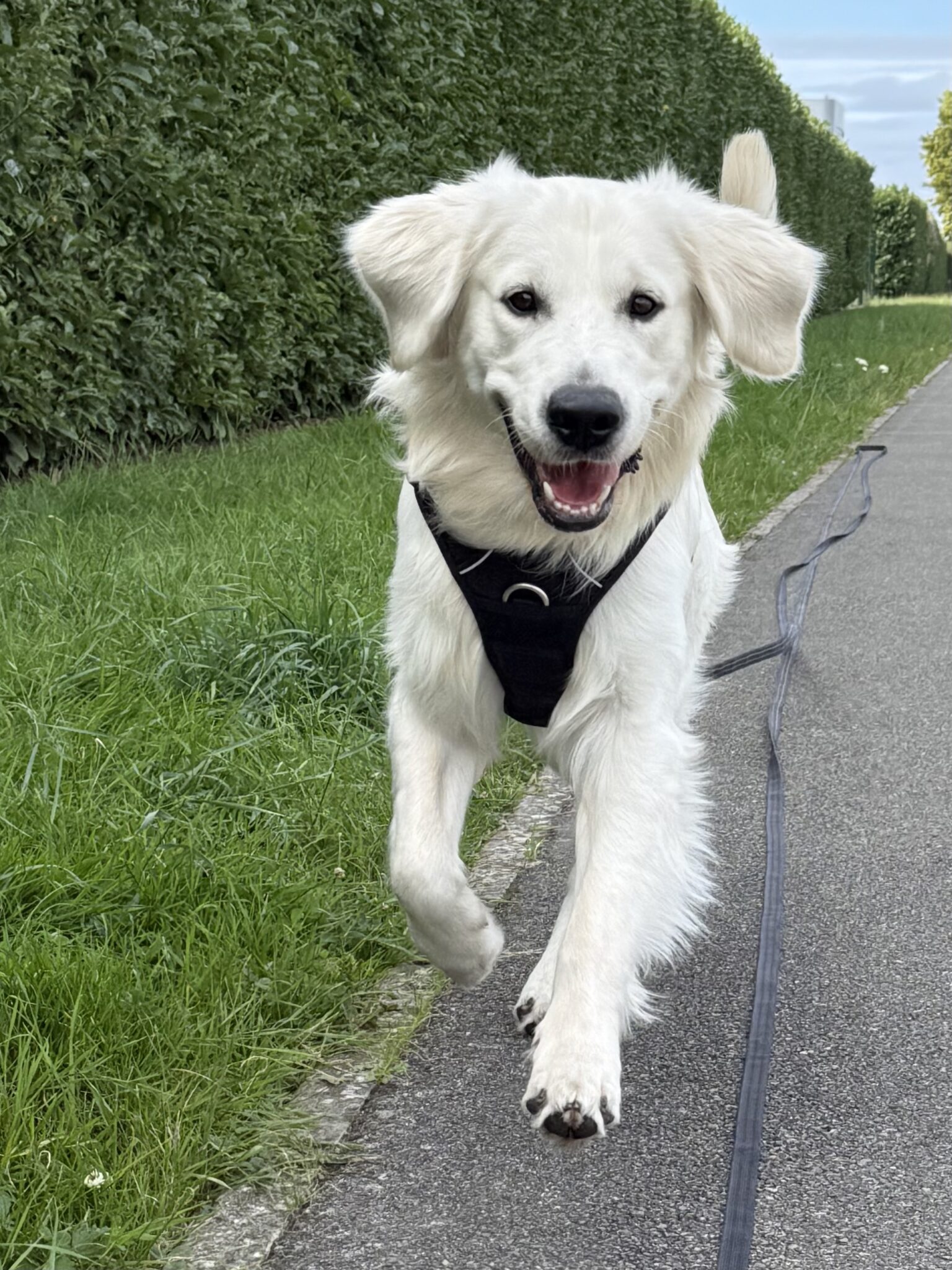 Animaux acceptés sur emplacements caravanings : le paradis des chiens et chats au Camping Paradis Domaine de Bel Air - près de quimper. 